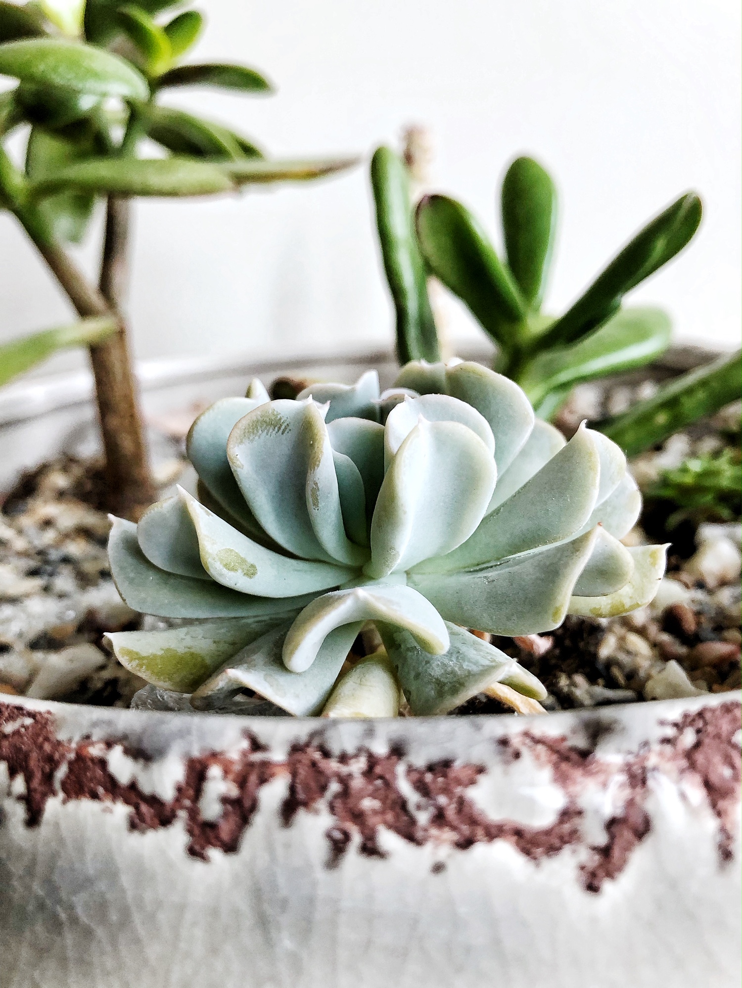 How To Propagate Succulents The Easy Way