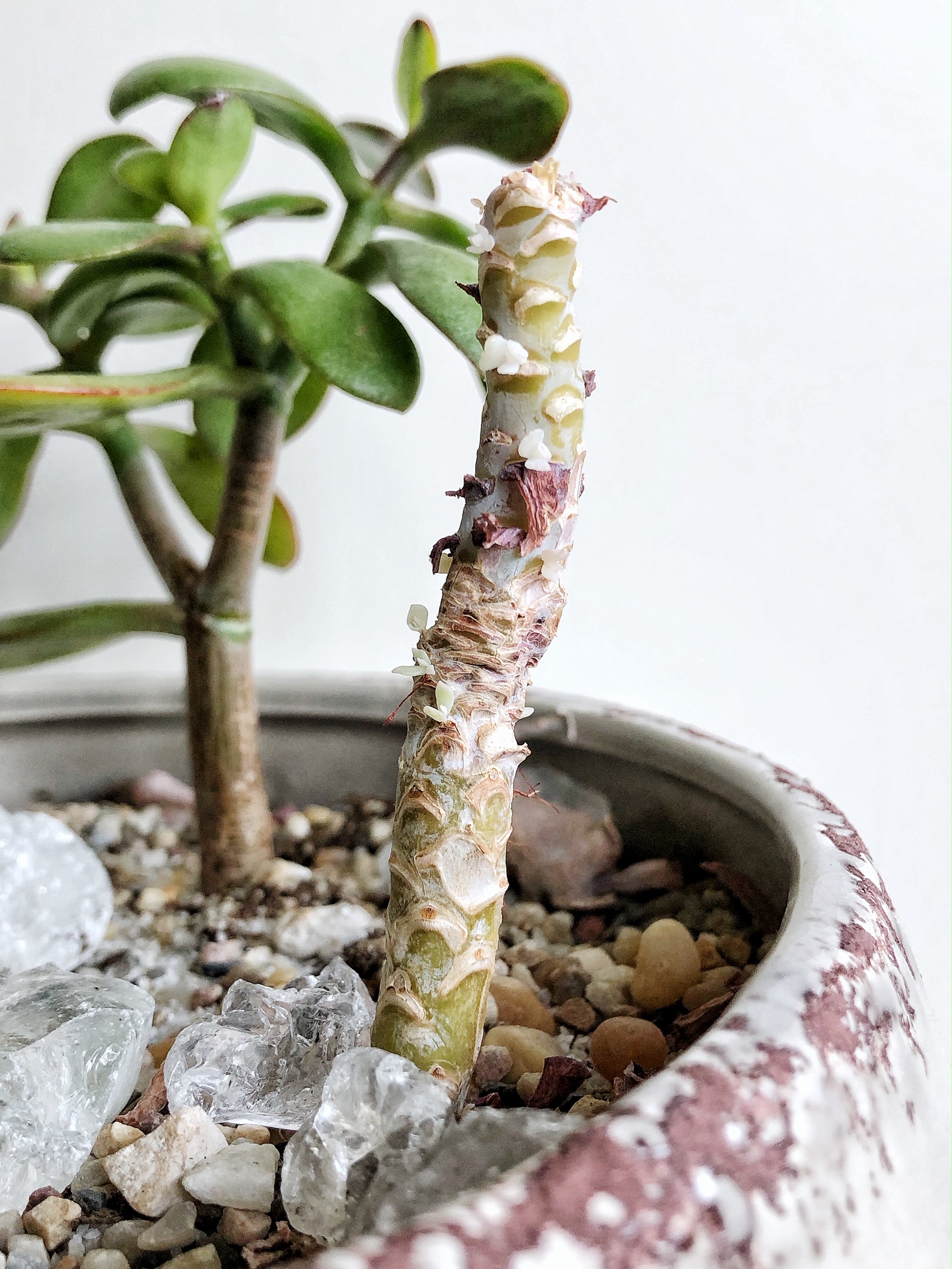 How To Propagate Succulents The Easy Way